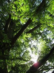 Redwood Consulting Arborists